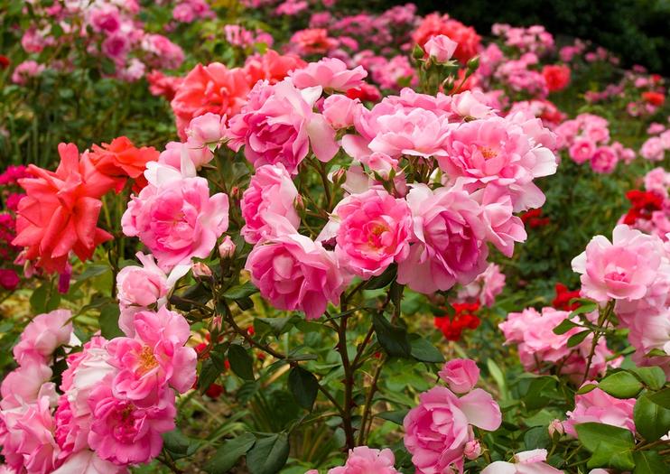 International Rose Test Garden